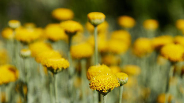 Image On a testé la cueillette de plantes sauvages avec Christophe de Hody