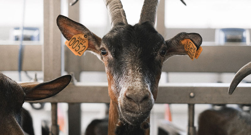 Savons au lait de chèvre : notre avis