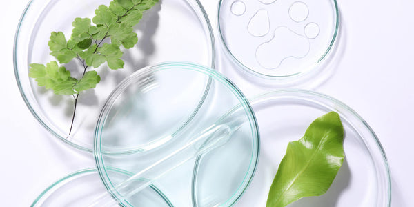 Image Le collagène végétal vaut-il le collagène animal ?