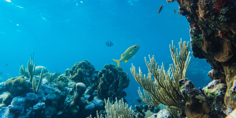 Les crèmes solaires biodégradables le sont-elles vraiment ?