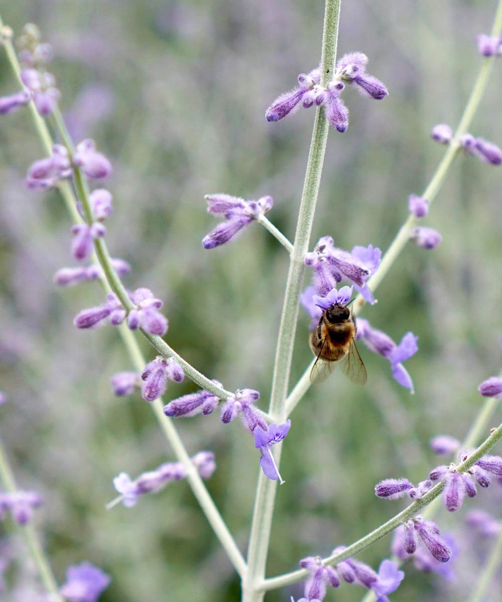 Cosmétiques 100% naturels et certifiés BIO
