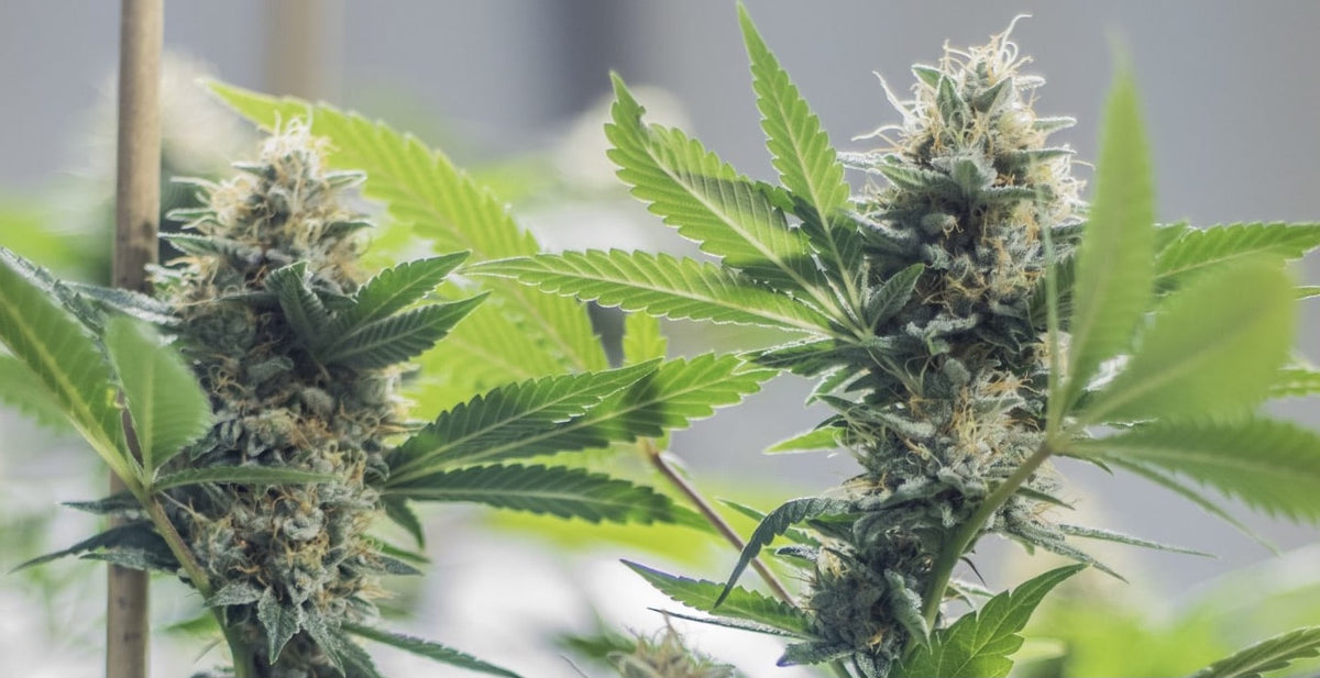 Quels sont les bienfaits des graines de cannabis ?